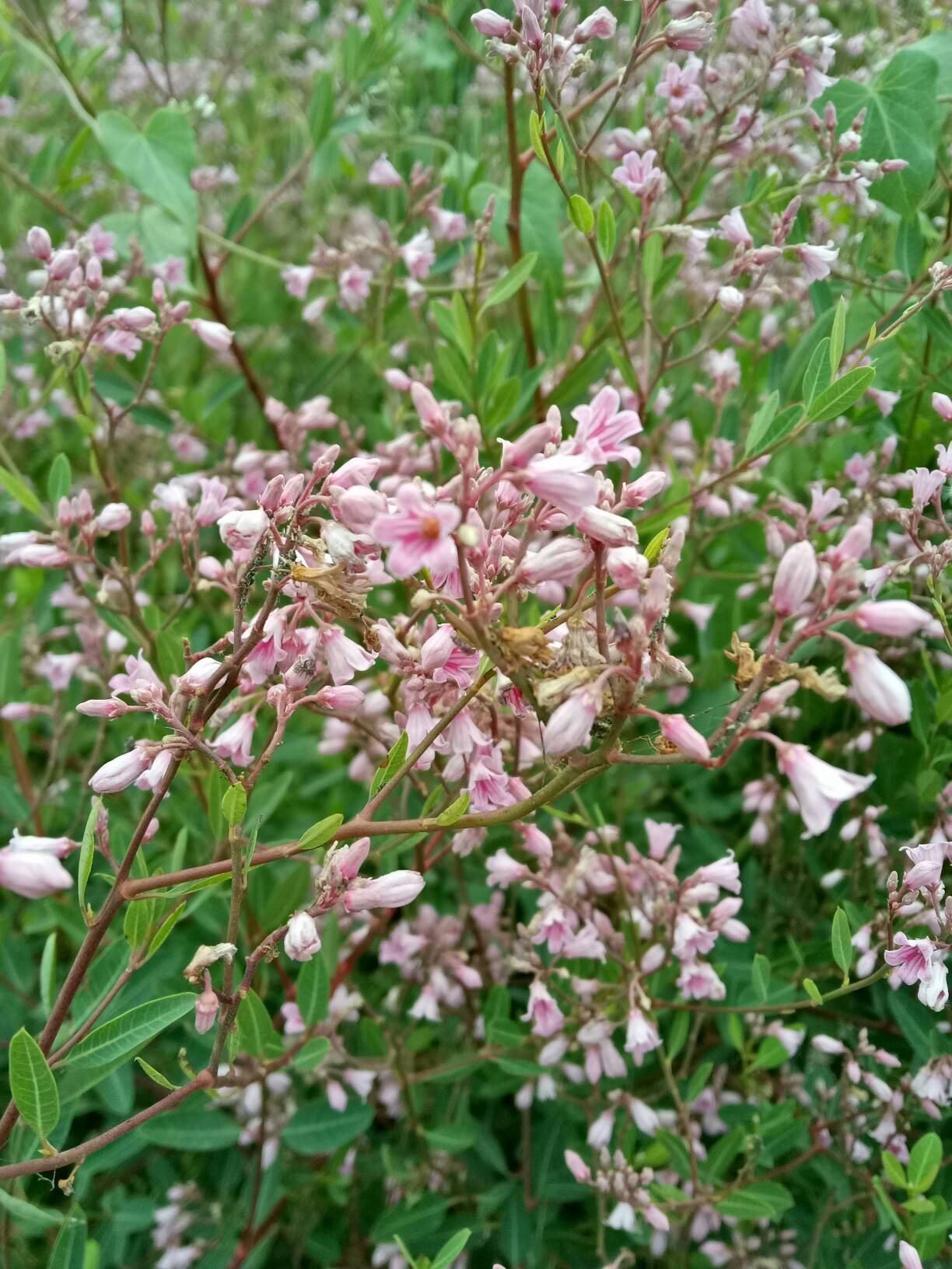 这种药这种野生植物的名字叫什么茶棵子