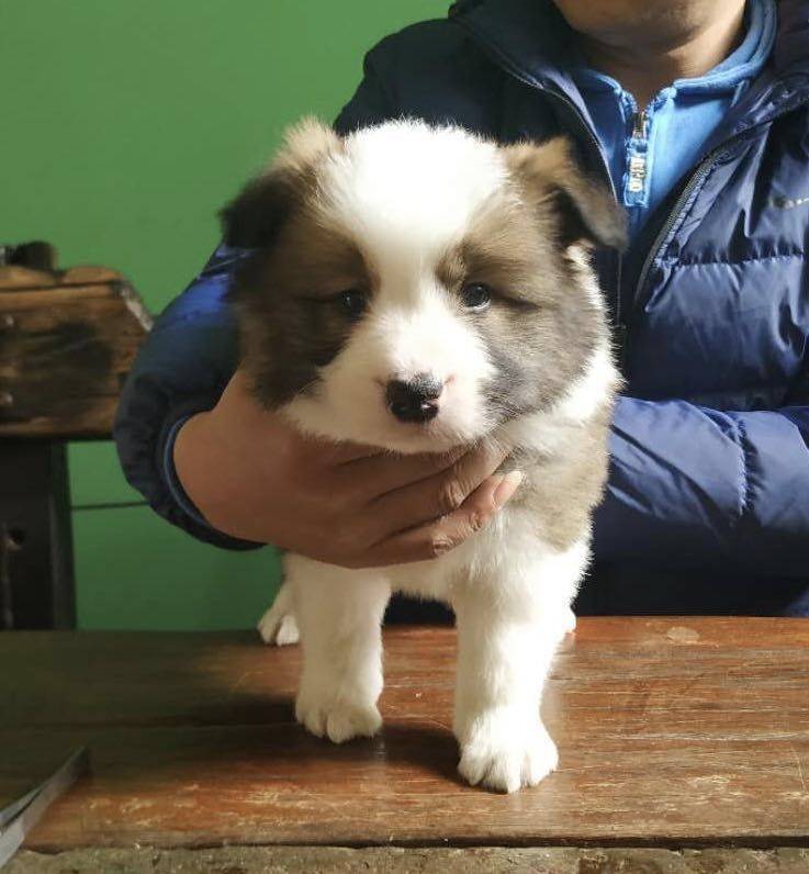 出售顶级血统稀有花色边境牧羊犬