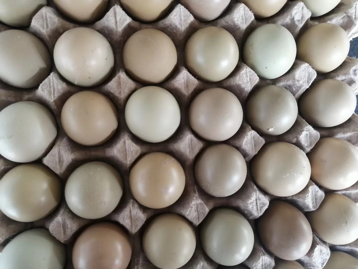 批发山鸡蛋野鸡蛋