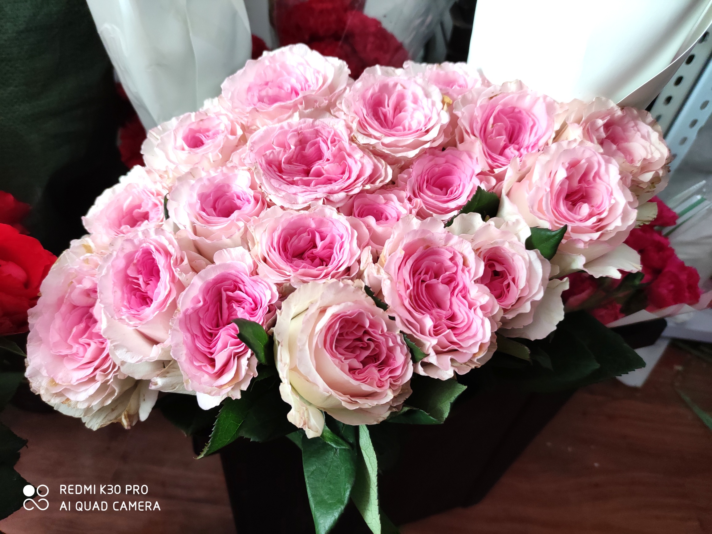 东营_洛神玫瑰花_胜利社区_东营论坛_花草园艺